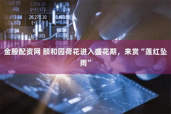 金股配资网 颐和园荷花进入盛花期，来赏“莲红坠雨”